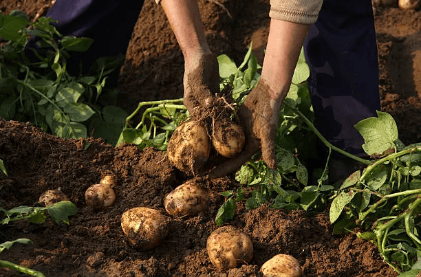 Indian Potato Field